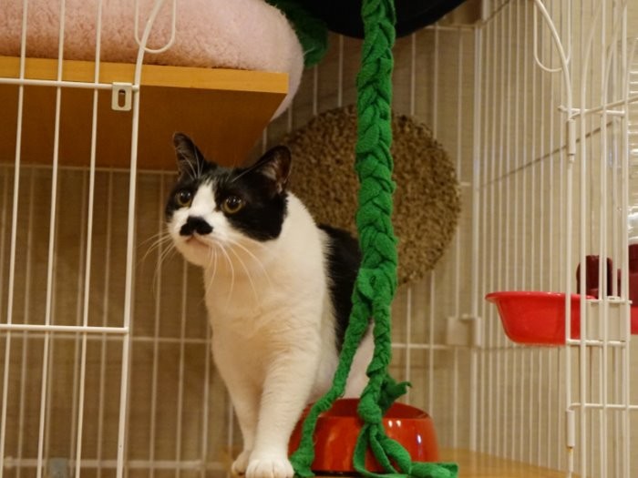 でも留守番はちゃんとできるし　（庄辛琪　撮影）