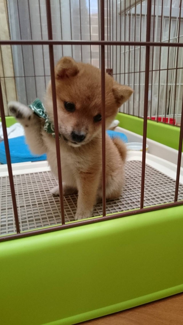 お手してます（提供写真）