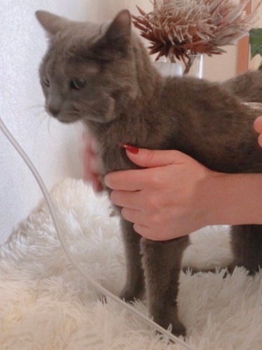 そんなこっちゃんも年を重ね、家で点滴。「最初は針を刺すストレスがありましたが、夫婦で週２，３日がんばっています」。2月頃に鳴けなくなった時期がありましたが、「病院にいったらギャオン！シャー！」で安心したそう。鳴ける安心もあるのです（Ｍさん提供）