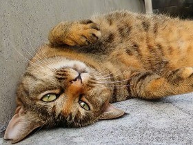 外猫たちの隠れ家的オアシス・カフェバー