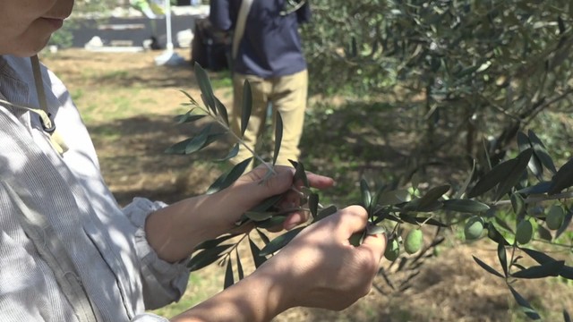 香川県が開発した新品種オリーブ「せとみどり」の収穫　9日