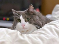 おしゃべり上手な、れたすくん（画像提供：やどランドはっぴー村theふぁいなるさん）