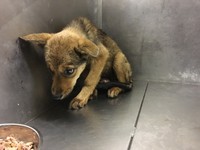 【ビフォー写真】岡山市保健所に収容されていた、保護当時