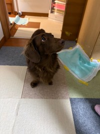 毛の色も相まって綺麗なコントラストを生み出すレオさんの瞳（提供：ほたるさん）