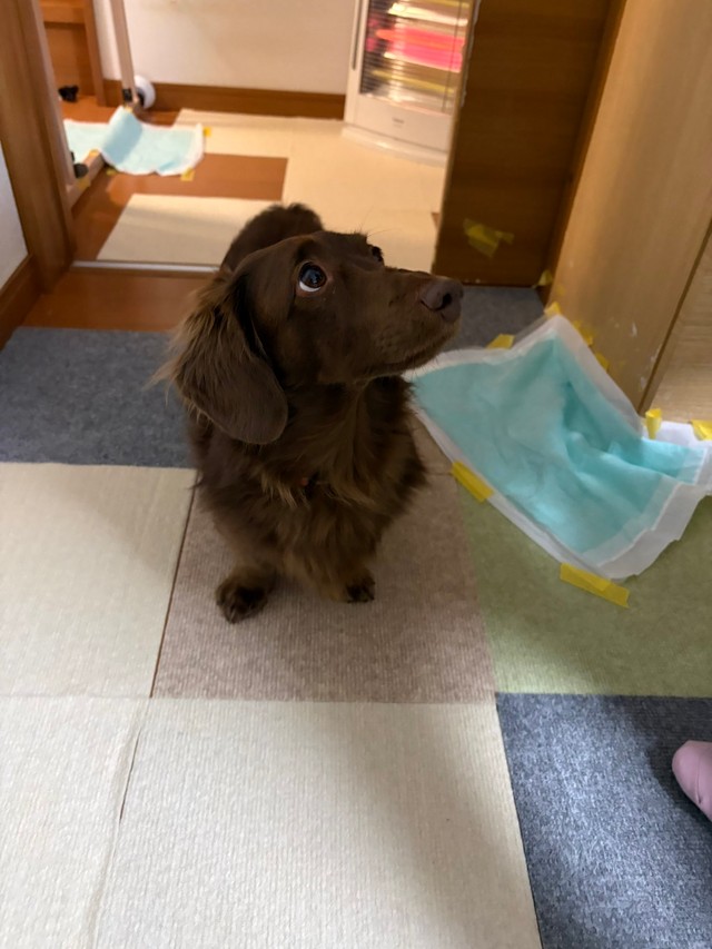 毛の色も相まって綺麗なコントラストを生み出すレオさんの瞳（提供：ほたるさん）