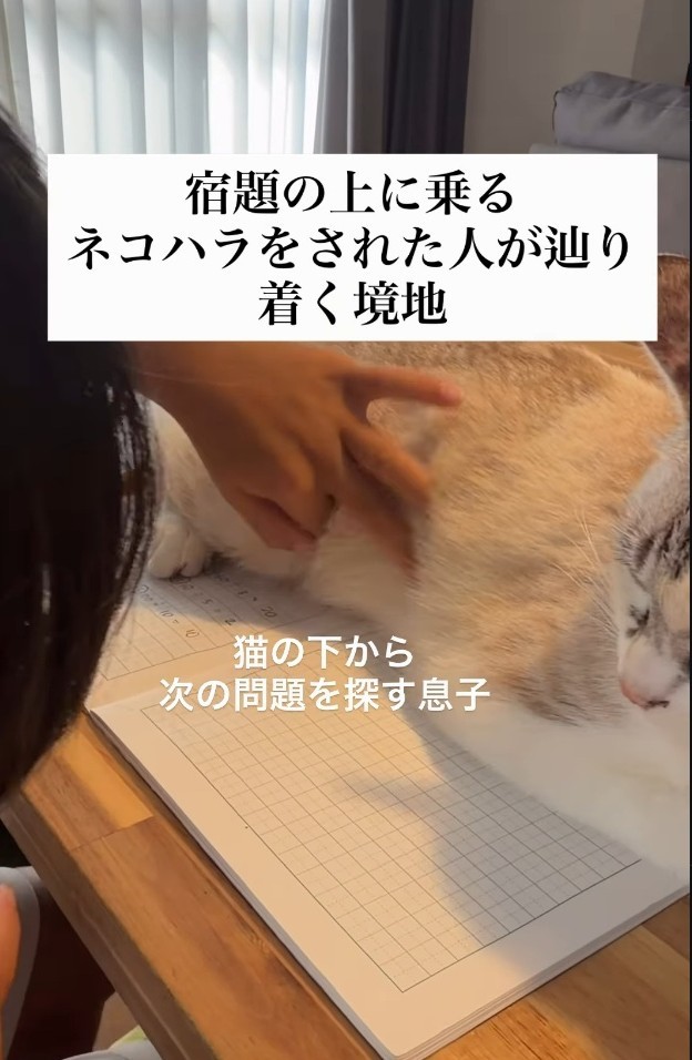 猫の下から次の問題を探す息子さん（「soranohi」さん提供、Instagramよりキャプチャ撮影）
