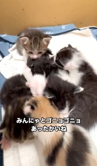ほかの子猫たちと一緒に育てられた（凛（Rin）さん提供、Instagramよりキャプチャ撮影）