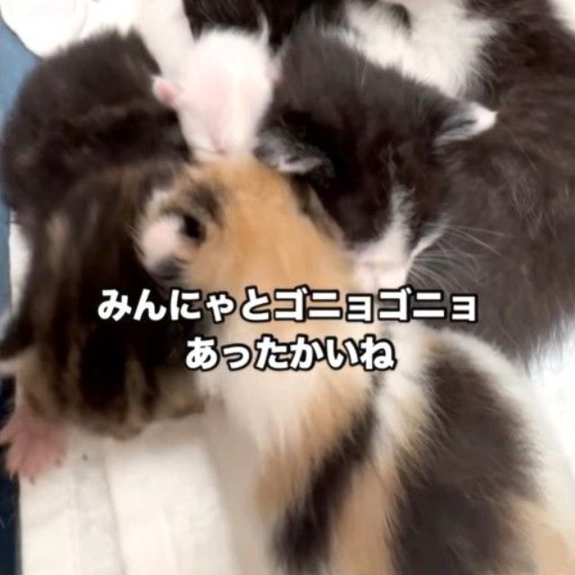 ほかの子猫たちと一緒に育てられた（凛（Rin）さん提供、Instagramよりキャプチャ撮影）