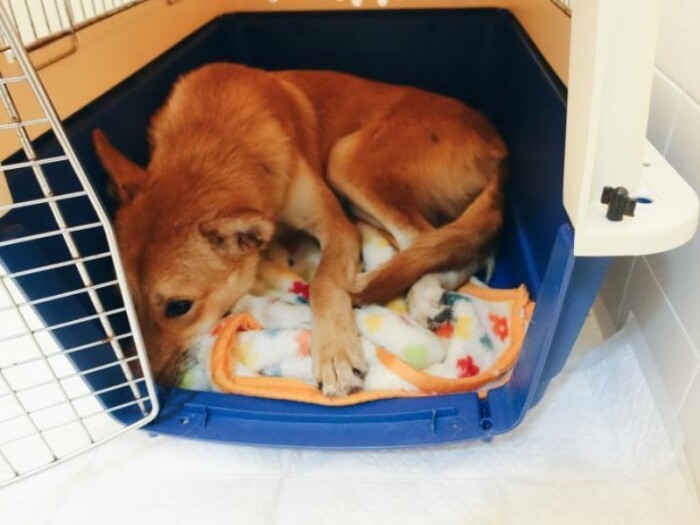 家にきたころの「マッティア」