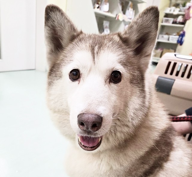 元いた繁殖場では、子宮蓄膿症を患っていたにもかかわらず何の処置もなされなかった元繁殖犬のもえちゃん