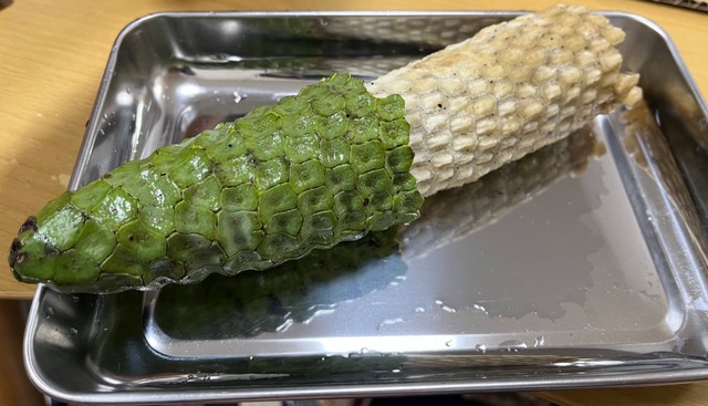 熟していない実は有毒（さとかつさん提供）