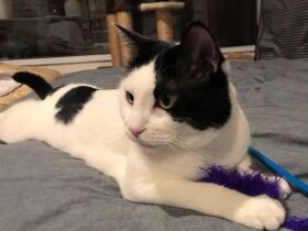 すべてのイタズラをやり尽くした強者　笑いと幸せをくれる白黒猫「むちゃ太郎」