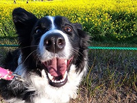 遊ぶの大好き！　満面の笑顔のボーダーコリー「ルビー」　