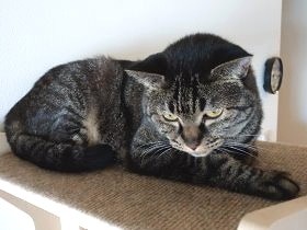 年末年始の予約はもういっぱい　猫シッターさん、人気の理由