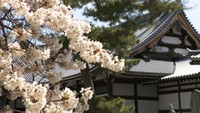香川・善通寺で早咲きの桜が見頃