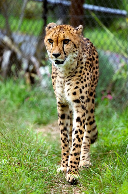 動物園で暮らすチーター=千葉市
