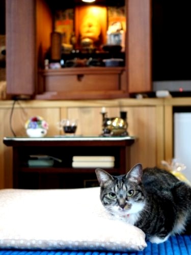 娘さんのお仏壇前にちょこんと座るワッポ。「定位置なんです」と裕子さんが教えてくれた