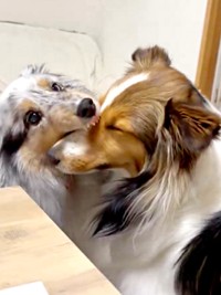 ネルちゃんのマズルをパクッとするラピスちゃん（画像提供：アクラピネルさん）