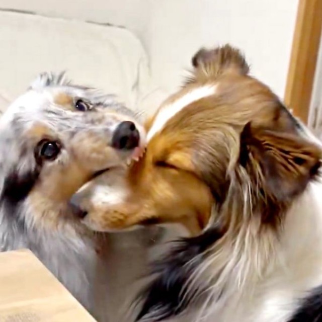 ネルちゃんのマズルをパクッとするラピスちゃん（画像提供：アクラピネルさん）