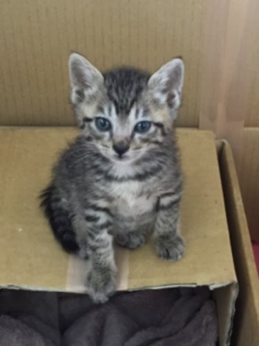 猫の成長ははやい！