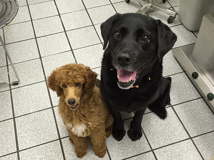 ベリーと、幼い頃のブレイズ（前村さん提供）