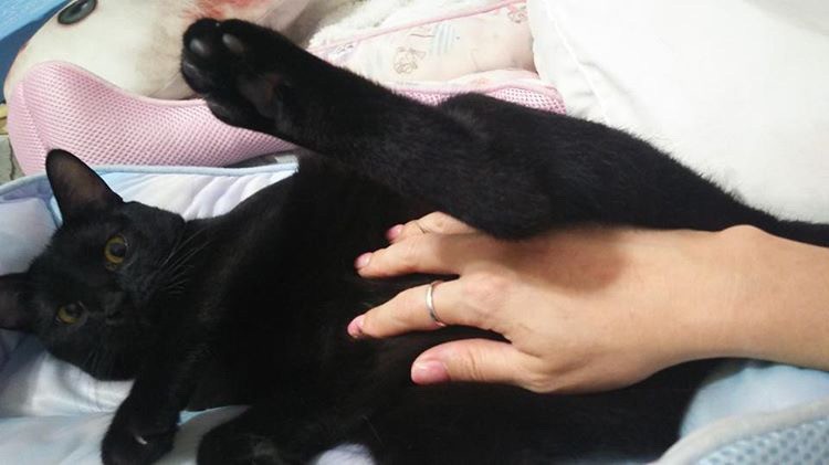 栗本さんにお腹を見せてなでてくれというこつむちゃん