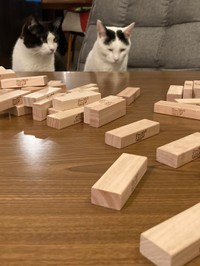 アズちゃん「きみの負けだね」→しょんぼりのマロくん㊨④（こげめさん提供）