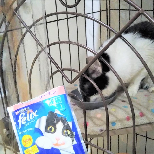 食いしん坊のはなちょちゃんは、獣医師も驚くほどご飯をよく食べます。輸液をしている子でこんなに食べる子は初めて！