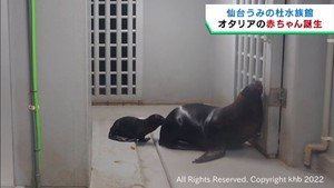 生まれたばかりのオタリア　元気にすくすく成長　仙台うみの杜水族館で繁殖に初めて成功