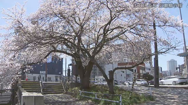 地域のシンボル　仙台・太白区広瀬橋たもとの桜