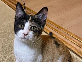 
          パナソニック保護犬猫譲渡会　teamねこのてから参加予定の猫たち（14） 
          