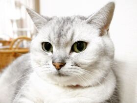 不自由だった耳が聞こえるように　怖かったおもちゃで初めて遊べた 雑種猫「マリー」