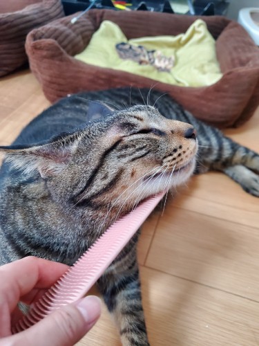 歯ブラシのあとのご褒美じゃすり。「今度こそ、歯のケアを続けよう」「うん、イケにゃんは歯が命だもんね！」