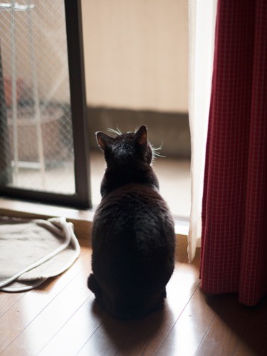 「ごはんがあんまりうまくない。やっぱりこの家に来たのは間違いだったかな？ 」（小林写函撮影）