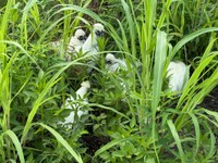 埼玉県北部の人目につかない場所で置き去りになっていた8匹の烏骨鶏（桃丸さん提供）