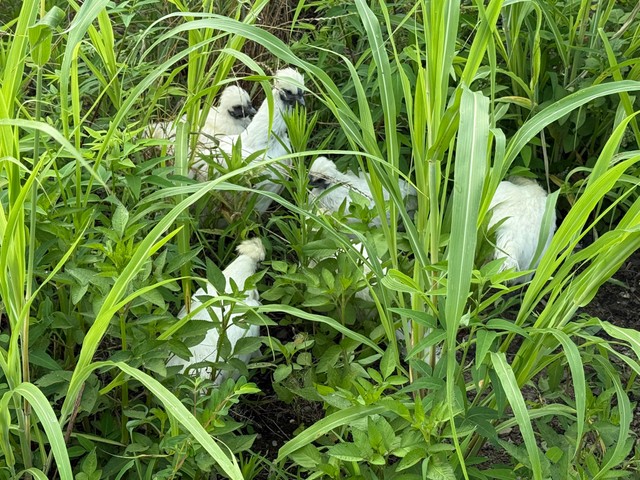 埼玉県北部の人目につかない場所で置き去りになっていた8匹の烏骨鶏（桃丸さん提供）