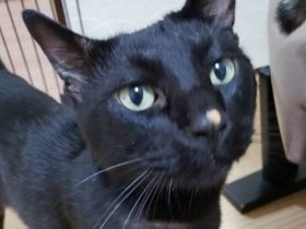 パナソニック保護犬猫譲渡会　NPO法人アニマルレスキューたんぽぽから参加予定の猫たち（12） 