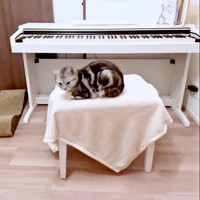 むくっと顔を上げたあんこくん（画像提供：あんこともなか 充電ねこさん）