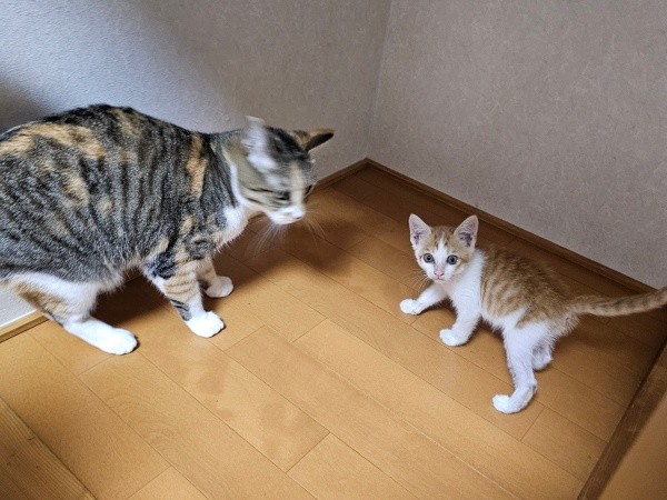 先住猫・ももちゃんにお世話をしてもらっていた爽太くん（画像提供：かまねこさん）