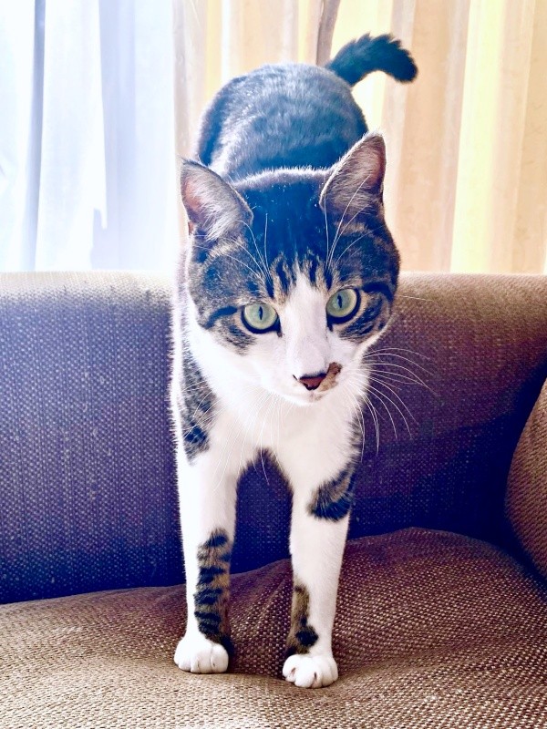 涼しげな目元がかっこいいナナくん（画像提供：カカオとナナと飼い主ネモさん）