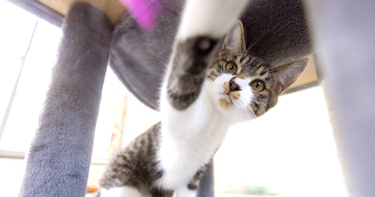 偶然「猫の日」に家族になったキジ白猫きょうだい 2匹と小さな変化を