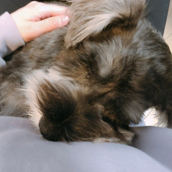 お母さんに抱っこされてスヤスヤ。疲れた犬はいい犬！（お母さん提供）