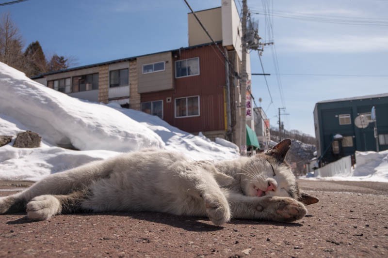 『ゆきねこ』より　(吉田裕吏洋　撮影 / 北海道新聞社)