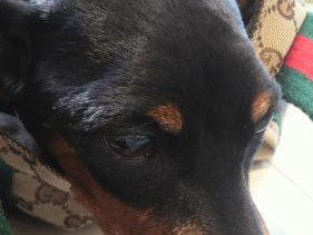 「ピンに会いたい」　つらい８月の記憶