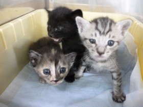 殺処分ゼロへ　ボランティアが世話、譲渡できる犬や猫増やそう　