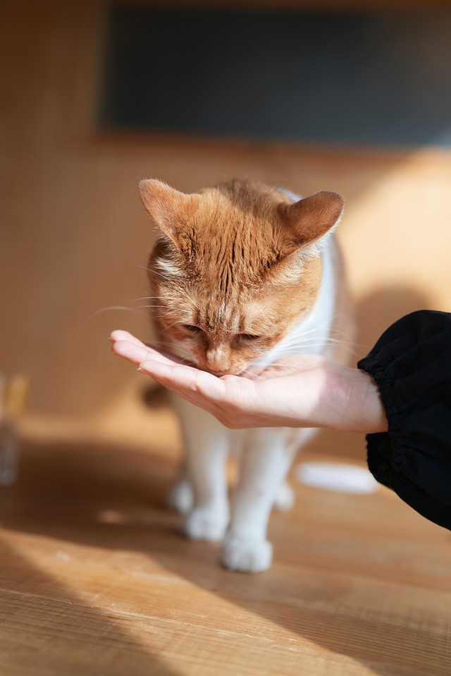 「シャー」といった後でも、おやつを差し出されるとパクパク