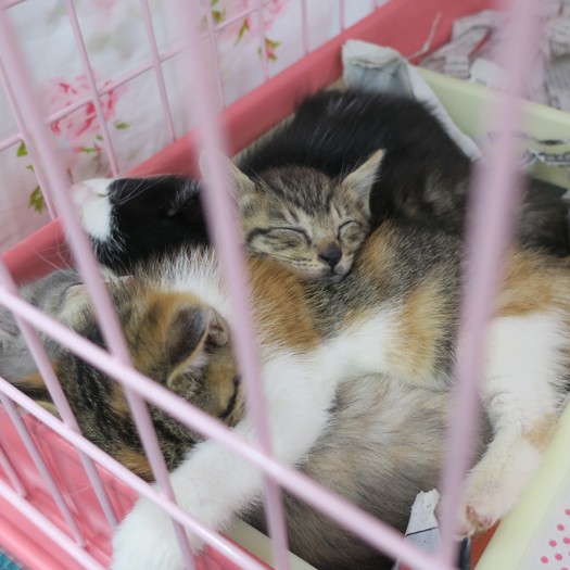 譲渡会に参加していた子猫時代のはっぴーと兄妹