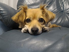 人が大好き、散歩に行くとアイドルのミックス犬「シェリー」