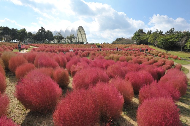 紅葉したコキア　提供：国営讃岐まんのう公園