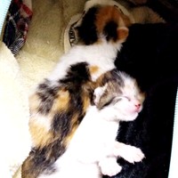 保冷バッグを活用して体温の維持を保っていました（手前）ステラちゃん、（奥）クラちゃん（画像提供：junさん）